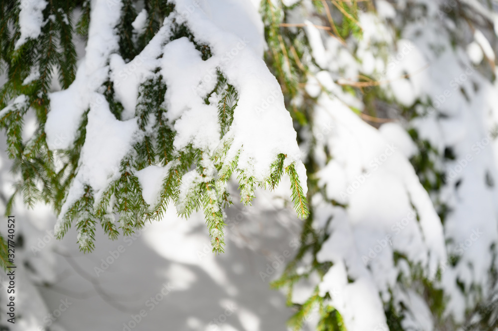Snowy branches of spruce in nature.