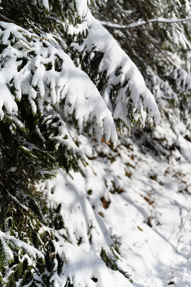 Snowy branches of spruce in nature. Snowy branches of spruce in nature.