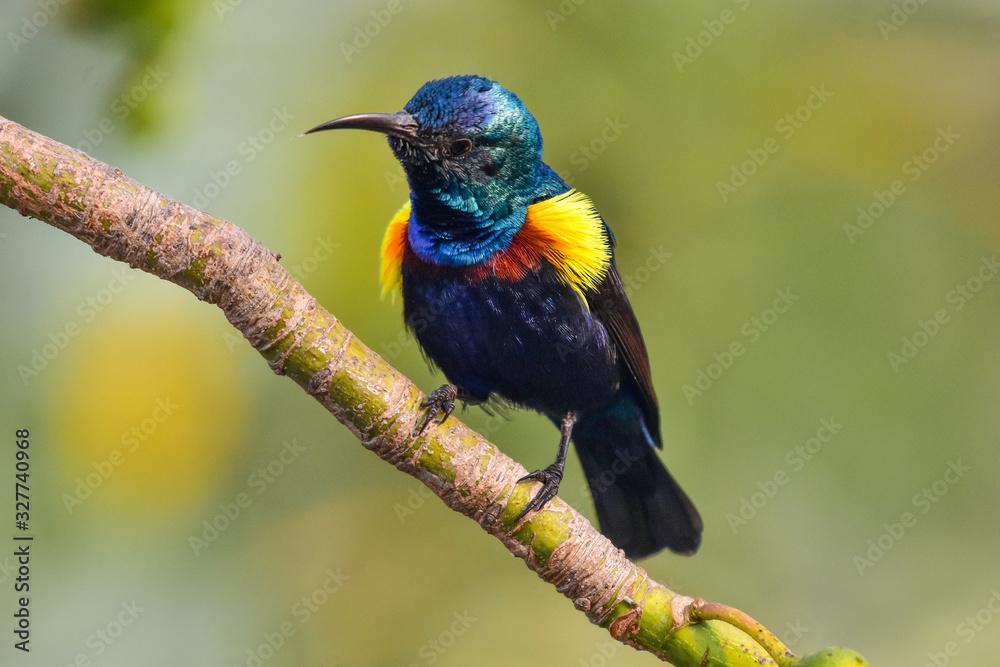 A male Purple Sunbird showing off its mating plummage