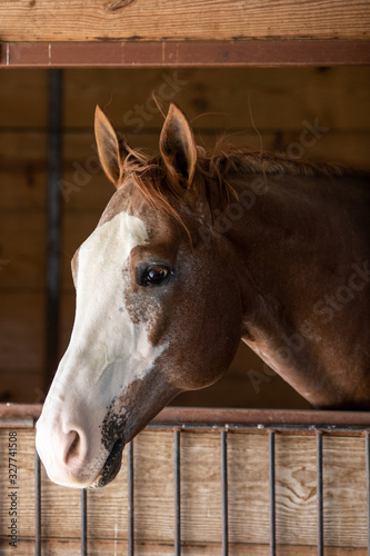 Horse In Stall