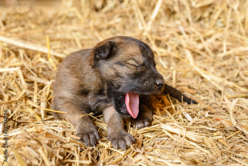 Adorable puppy will make your heart explode from cuteness.