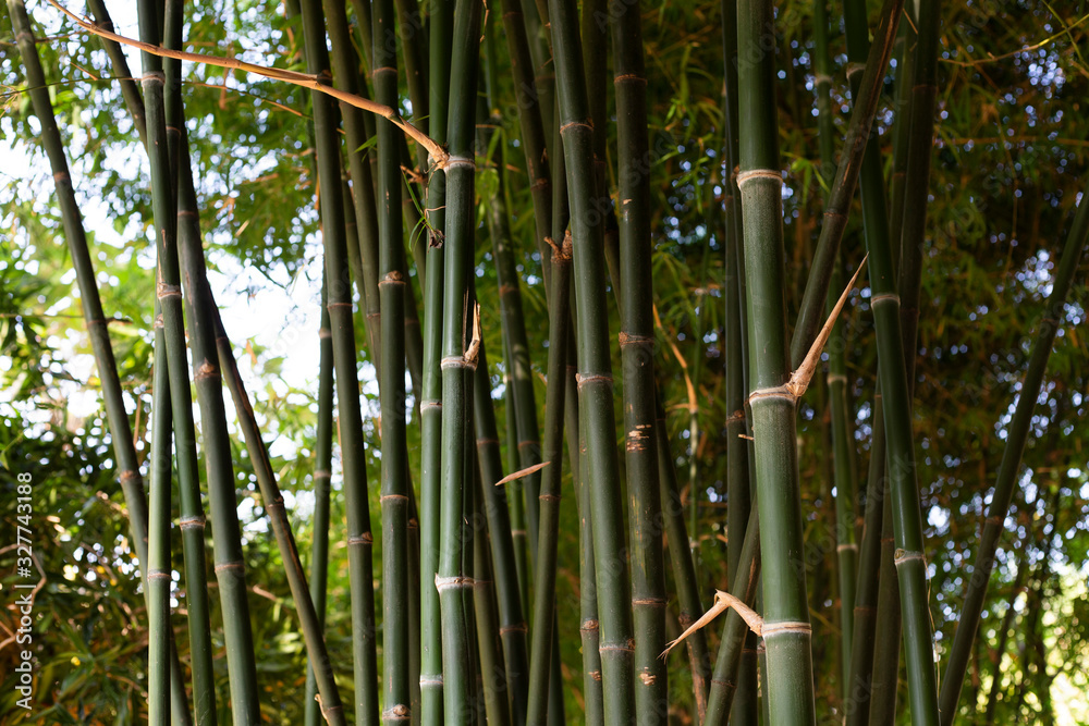 green bamboo forest green bamboo forest