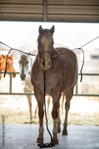 Horse on Cross ties