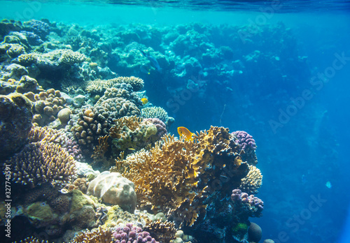 Fototapeta Naklejka Na Ścianę i Meble -  Coral reef