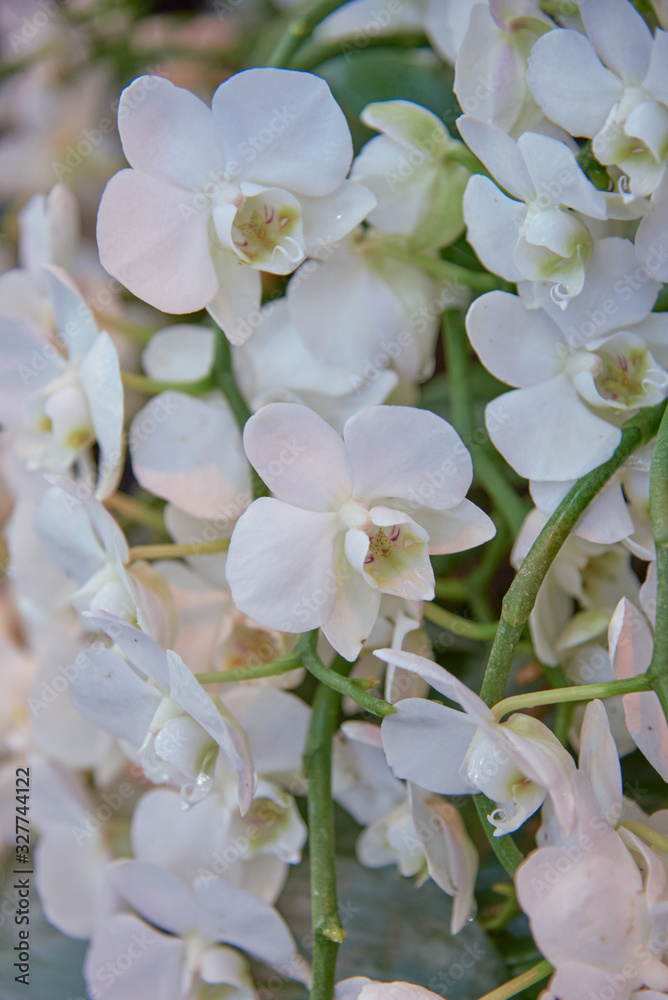 Full frame white Orchid. Symbol of love and tenderness. Floral background.