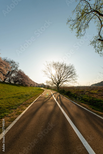 太陽と青空と桜と道路
