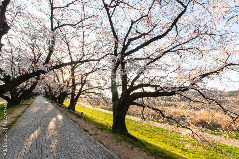 朝の光と桜並木と道路