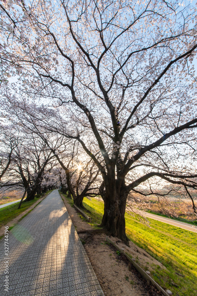 朝の太陽と桜並木と道路