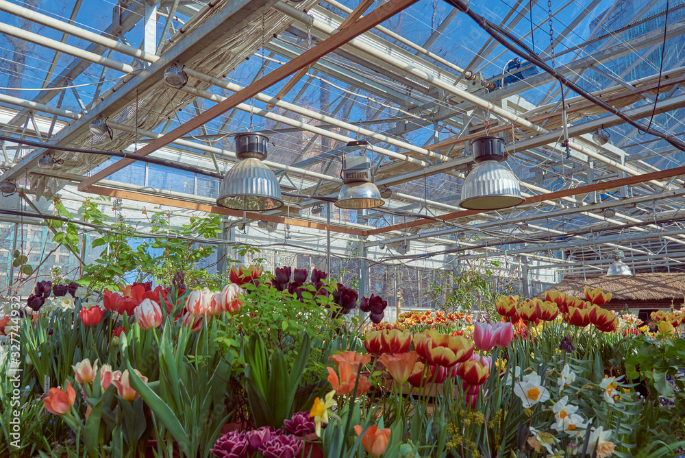 Large lanterns on the glass ceiling in a flower greenhouse full of spring flowers.