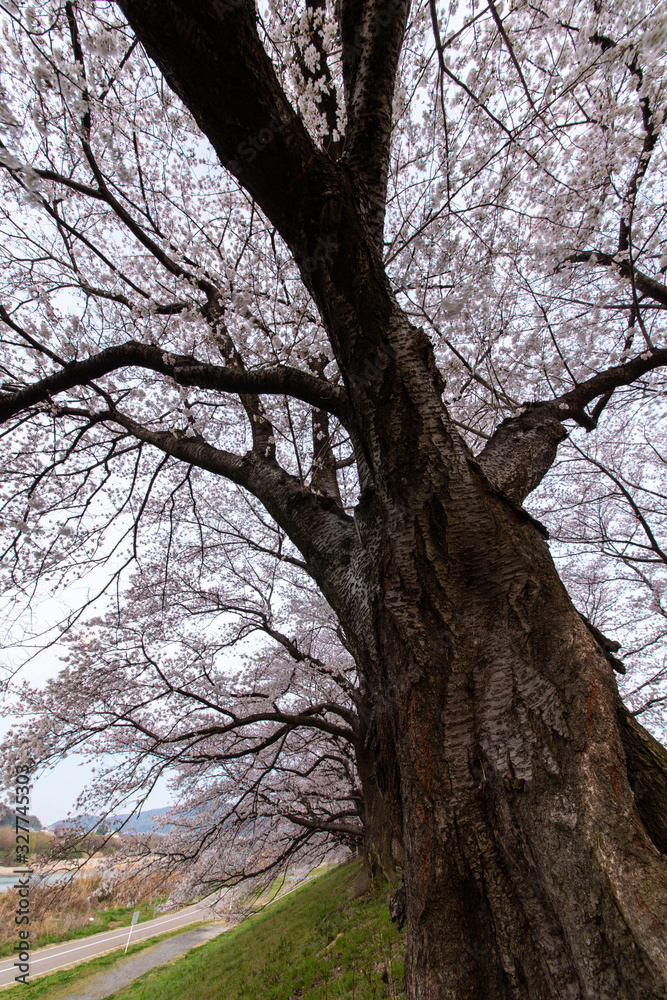 Fototapeta premium 夜明けの堤防の桜