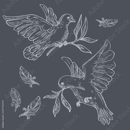 Doves or pigeons with olive branches sketch or chalk drawing