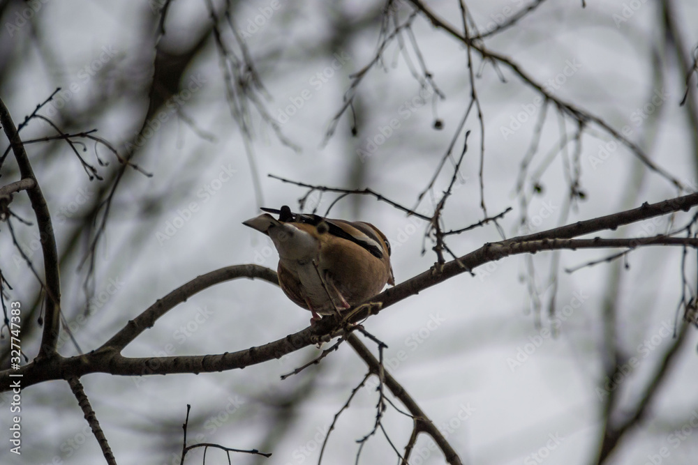 Beautiful hawfinch sitting on tree twig. Coccothraustes coccothraustes bird in nature, wildlife scene, natural habitat
