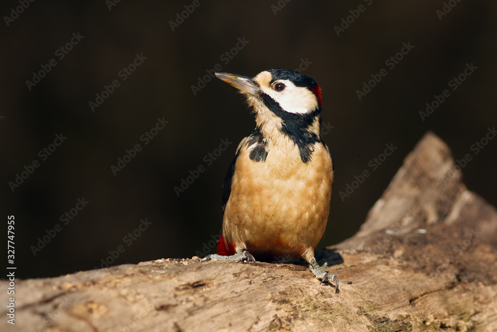 Naklejka premium The great spotted woodpecker ,Dendrocopos major, sitting on the tree trunk in the middle of forest with grey and brown background