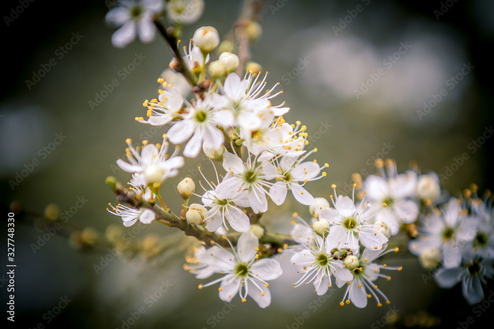 Branch of spring flowers, springtime, macro floral blossom