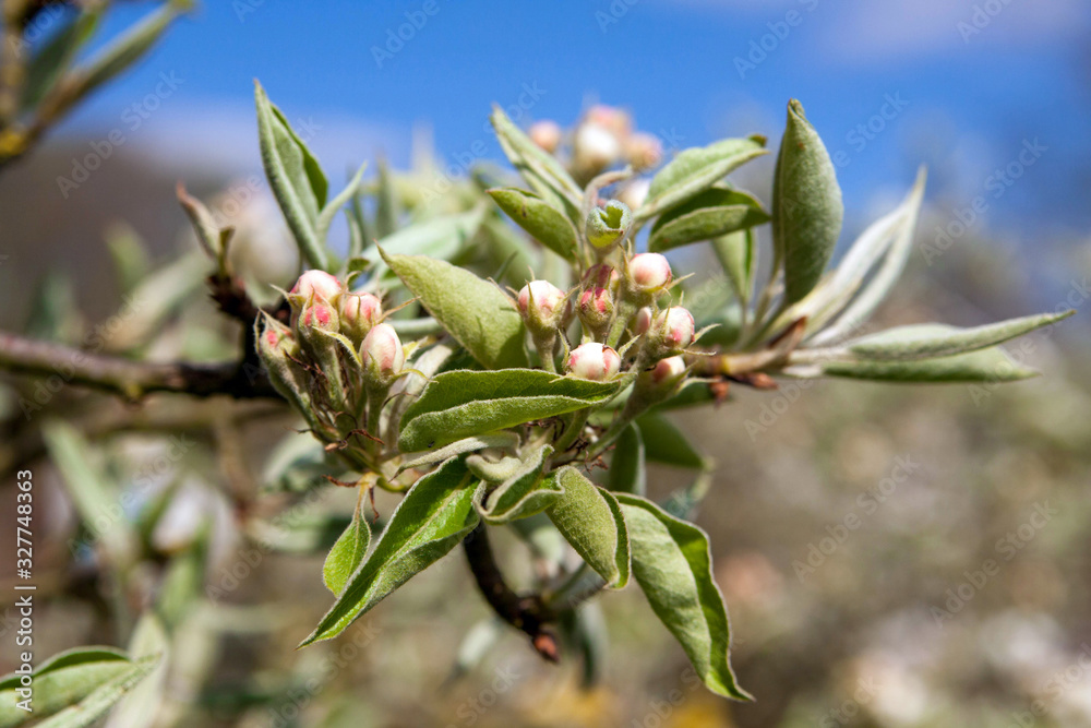Buds almost open in spring, pink flower, fragile blossom in tree, blue sky, bloom springtime, pear blossom, first sign of spring, macro Buds almost open in spring, pink flower, fragile blossom in tree, blue sky, bloom springtime, pear blossom, first sign of spring, macro