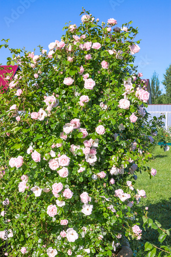 bush of pink roses flowering in ornamental garden