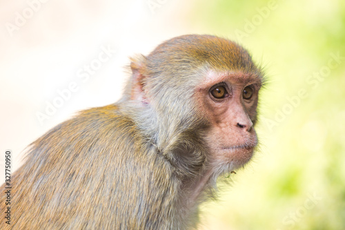 Rhesus macaque at Swayambhunath Buddhist Temple Center