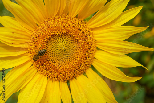 bee on a sunflower close up. Bee honey collection