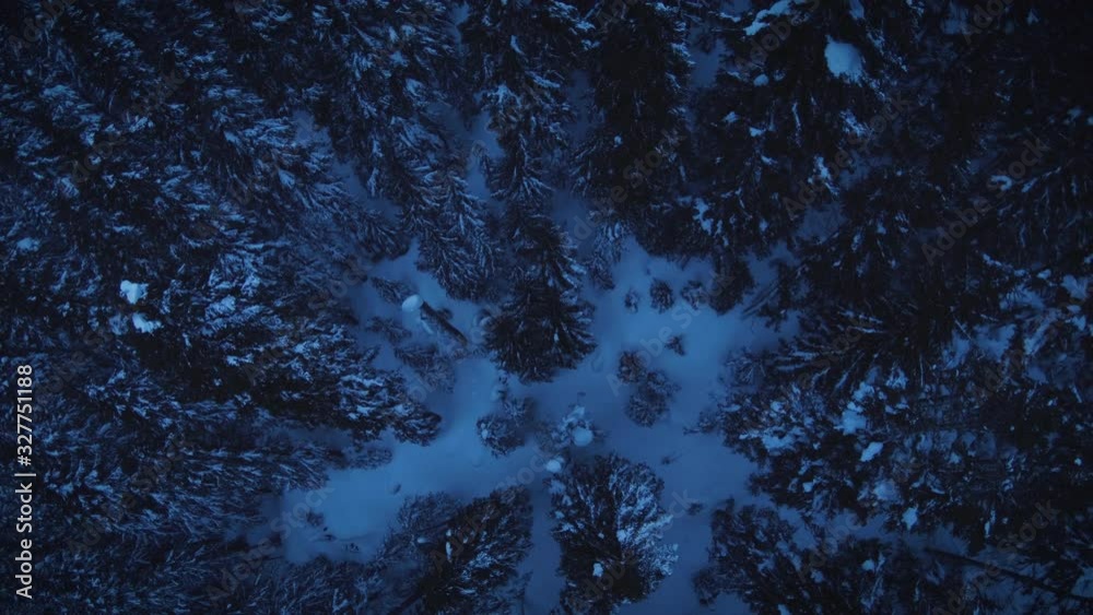 Overhead Forest Canopy Aerial on Winter Evening