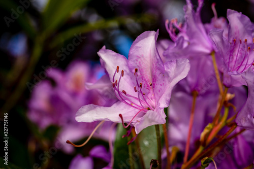 Beautiful rhododendron flower head photo