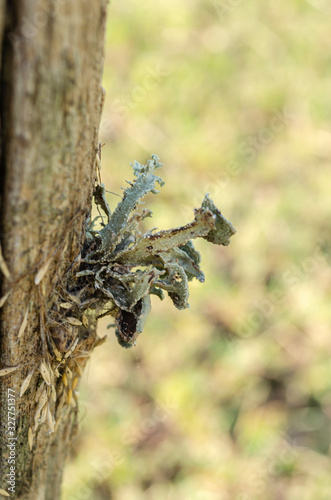 Ramalina Lichen Growing Out From Post photo