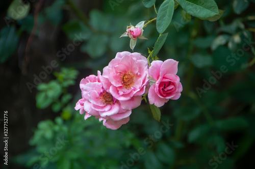Pink colored Rambler roses in full bloom in spring.