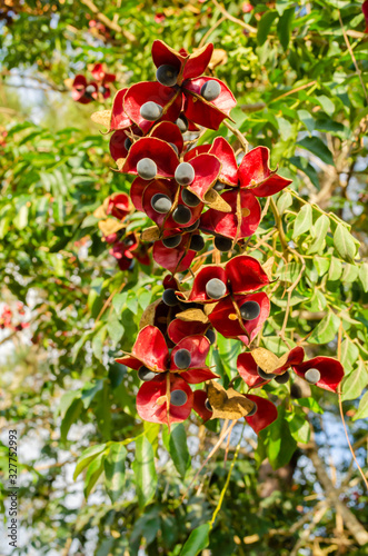 Looking Up At Announcement Plant Fruits photo