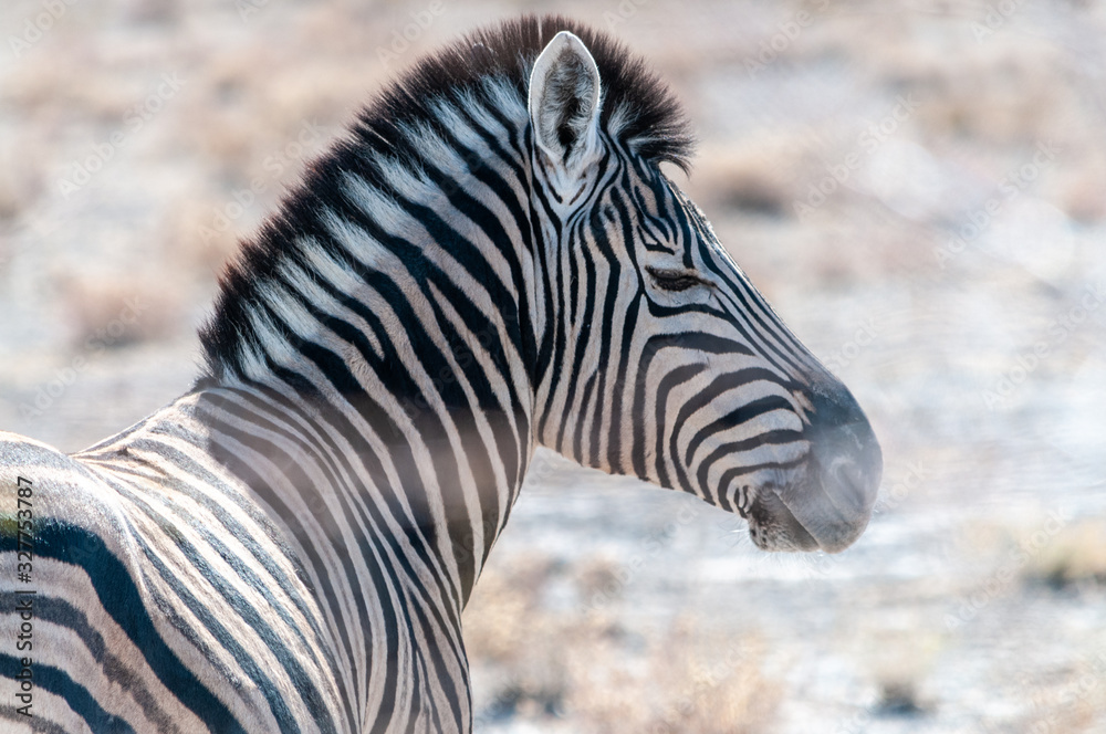 Closeup of the head of a Burchell's Plains zebra -Equus quagga burchelli- in Etosha National Park, Namibia. Closeup of the head of a Burchell's Plains zebra -Equus quagga burchelli- in Etosha National Park, Namibia.