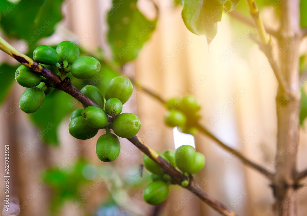 Fresh young green organic coffee beans on branch with leaves and blurred background , Agriculture concept. Fresh young green organic coffee beans on branch with leaves and blurred background , Agriculture concept.
