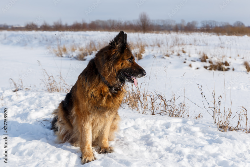 German shepherd dog sitting in the snow in the field German shepherd dog sitting in the snow in the field