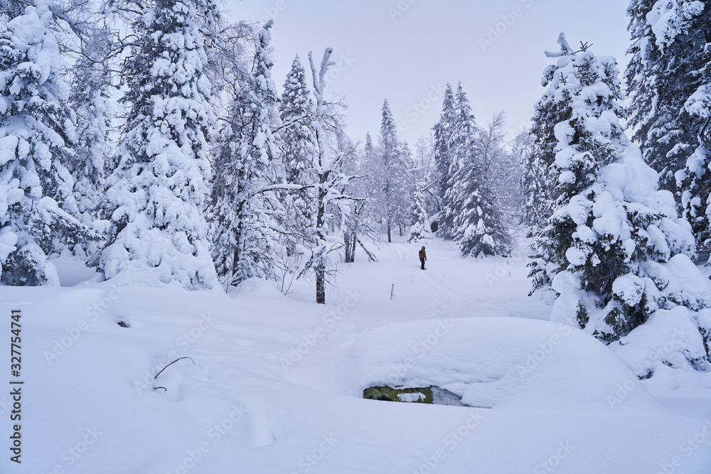 Winter forest with snow-covered fir trees high in the mountains. Sunny February day in the spruce forest. The trees are covered with snow to the top of their heads.