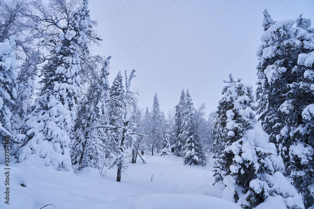 Winter forest with snow-covered fir trees high in the mountains. Sunny February day in the spruce forest. The trees are covered with snow to the top of their heads. Winter forest with snow-covered fir trees high in the mountains. Sunny February day in the spruce forest. The trees are covered with snow to the top of their heads.