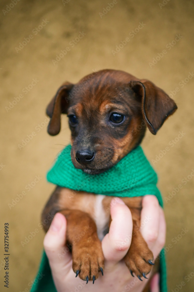 little dachshund puppy in hands with a scarf