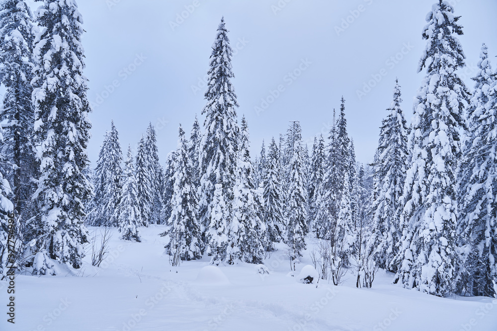 Winter forest with snow-covered fir trees high in the mountains. Sunny February day in the spruce forest. The trees are covered with snow to the top of their heads. Winter forest with snow-covered fir trees high in the mountains. Sunny February day in the spruce forest. The trees are covered with snow to the top of their heads.