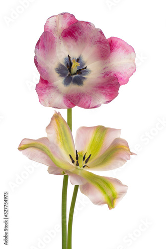 tulip flower isolated