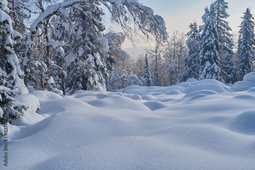 Obraz premium Winter forest with snow-covered fir trees high in the mountains. Sunny February day in the spruce forest. The trees are covered with snow to the top of their heads.