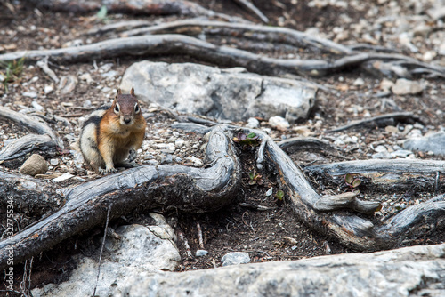 chipmunk on roots