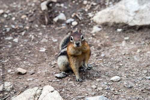 chipmunk on a rock