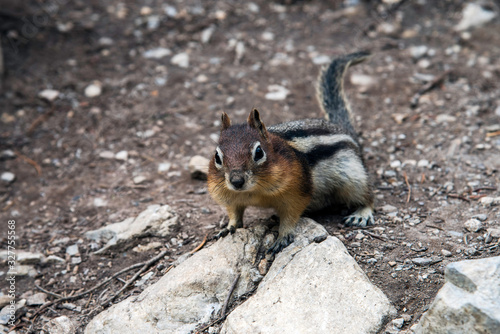 curious chipmunk