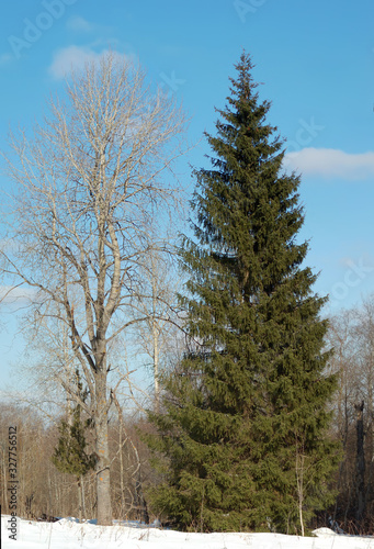 Wallpaper Mural Tall slender green spruce on the edge of the forest Torontodigital.ca