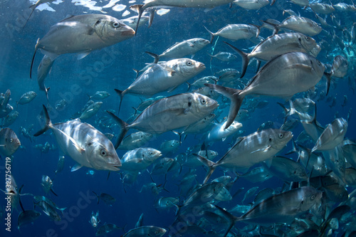 Large group Silver Trevally fish swimming in the crystal clear water, Australia