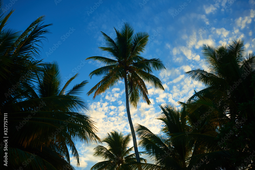 Palm trees and dawn