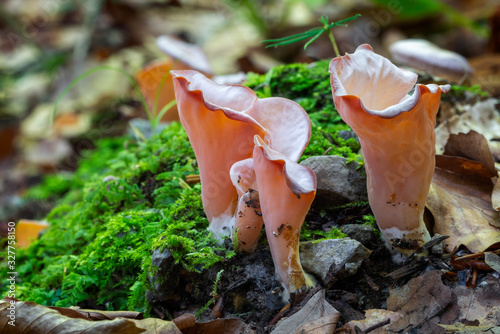 Guepinia helvelloides photo
