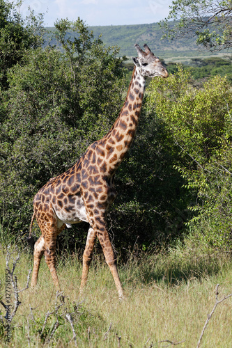 Masai-Giraffe