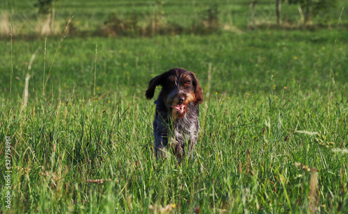 Smile of Rough-coated Bohemian Pointer during running. Clear happy from freedom. Cesky fousek can runs everywhere. That is happy puppy. Marathon. Dog runs in meadow. Jump position photo