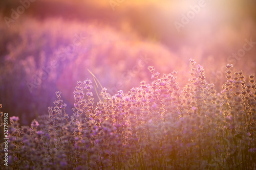 Lavender flowers at sunset in a soft focus  pastel colors and blur background.