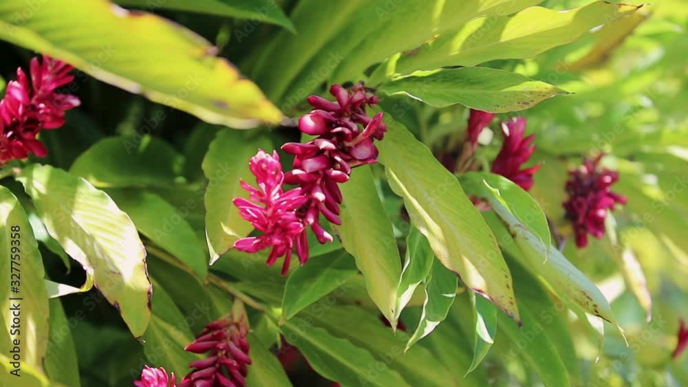 Close Up of Whimsical Tropical Plant in Vietnam Close Up of Whimsical Tropical Plant in Vietnam