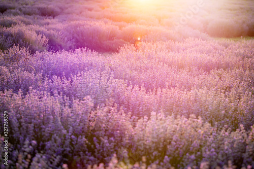 Lavender flowers at sunset in a soft focus  pastel colors and blur background.