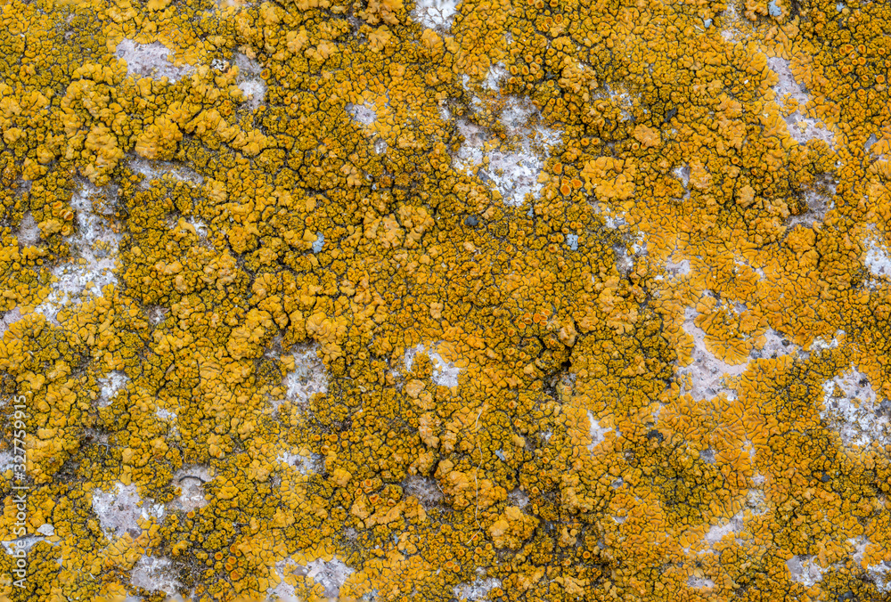 Orange and deep yellow lichen species growing densely to create an interesting natural background pattern design Orange and deep yellow lichen species growing densely to create an interesting natural background pattern design