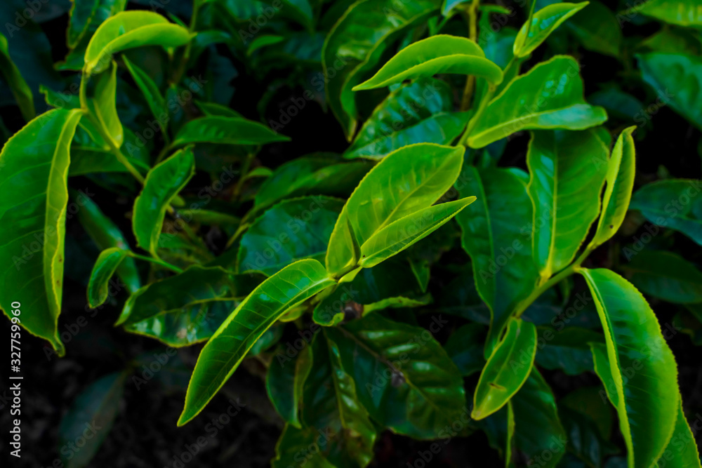 Tea plantations in Munnar, Kerala, India. Tea plantations in Munnar, Kerala, India.